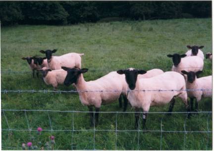 Fleecing the lambs